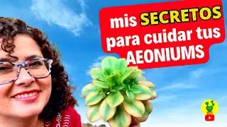 Эониум как ухаживать и его ХАРАКТЕРИСТИКИ