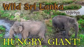 Majestic Sri Lankan Elephant Eating | Wild Nature Moments | Wild Sri Lanka #elephant #srilanka#Eatin