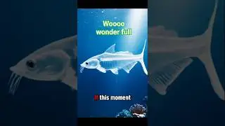 Rare Transparent Fish in Crystal Clear Ocean 🌊 | Incredible Underwater Creature 2026