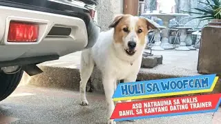 Aso natrauma sa walis