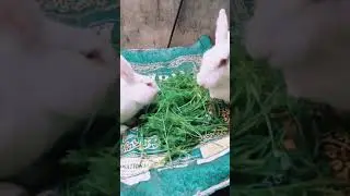Coco & Lily Eating 🐰😍🐰