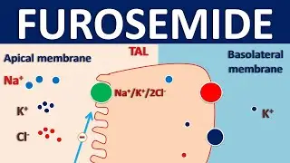 Фуросемид &mdash; механизм действия, побочные эффекты, взаимодействия и показания
