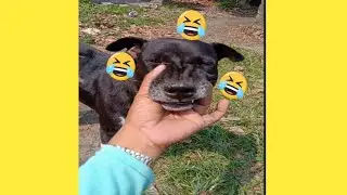 Hand shake cute funny Dog😃।Dogs Hands Shake।Dog।Dog Shake Hand।Shaking Hand Dog।Sukanta Mondal Vlogs