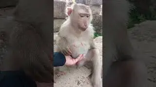 Julie is about to give birth to her first child#monkeymonkey #leo #cute #shortvideo #babymonkey