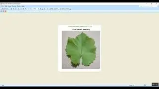 Plant Leaf Disease Detection ML SVM in Python Projects