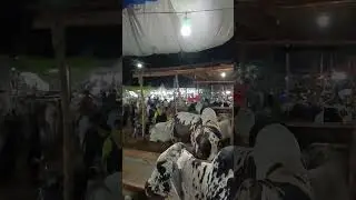 Lyari Bakra or Cow Mandi | Meeran Naka Bridge | Permanent Mandi Karachi #shorts