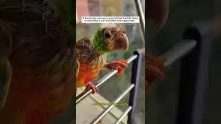 Injured Parrot Rescue #lovestory #animals #wildliferescue #wildlife #rescue #cute#parrot #love