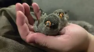 Juvenile zebra finches preening after a 