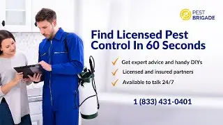 Pest Brigade | Pest Control Services & Advice