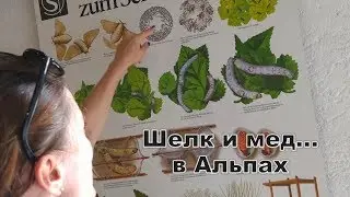 Шелк и мед в Альпах!