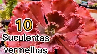 10 suculentas vermelhas que você tem que ter na coleção com identificação. #suculentas #plantas.