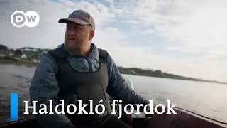 Dánia partjainál kihalt a Balti-tenger egy része | Elfogyott a levegő