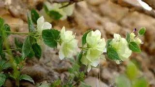 Bravhvi Famous Song Ba dost Nee Kapa Hurey [Ustad Eid Muhammad Ali]