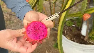 Драконий фрукт позднего сезона: самые сладкие сорта в Южной Калифорнии