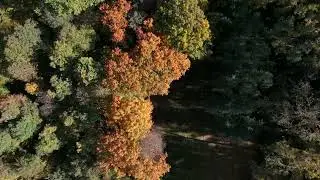 Herbstwald bei Schutterwald