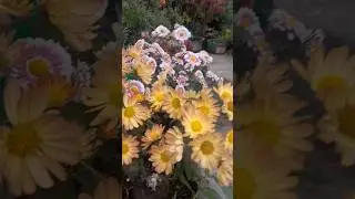 Different colors mai guldaudi #gardening #comedy #beautifulflowers #youtubeshorts #flowertypes #siya