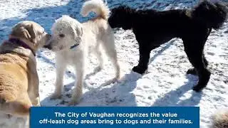 Off-leash dog area safety