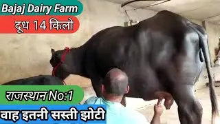 Top Quality Murra Jhoti 🤟 For Sale Bajaj Dairy Farm Shree Gangangr Low Price Milk 14 KG