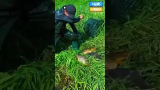 Big Catches from US Rivers#usfishing #riverfishing #monsterfish #shorts