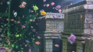 Do you like fish 🐠 @marine world