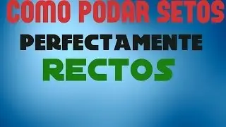 Cómo podar setos rectos