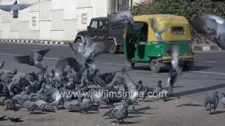 Kabootars ahoy! Rock pigeon flock at feeding station - Delhiites feed scores of feral pigeons