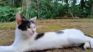 A stray cat sleeps on the ground because the weather is very hot
