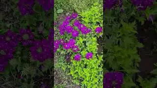 Seven Sisters Nursery
