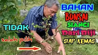 Tidak salah pilih program bahan bonsai sianci dari biji siap di bungkus