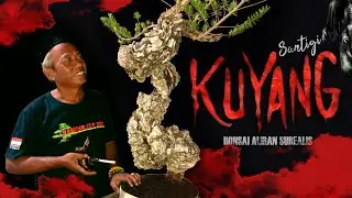 BONSAI SUREALIS, SANTIGI KUYANG, BONSAI UNIK & LANGKA - RULLY GIBOY