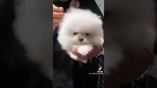 Cute Fluff Ball Dog Getting A Bath! 💧