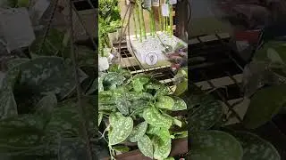 Big Box Store Plant Shopping! Home Depot & Lowes #plantshopping #houseplants #corpuschristi