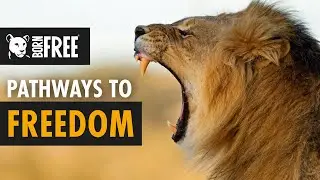 Born Free: Pathways to Freedom