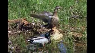 Статус водоплавающих птиц USFWS в 2012 году