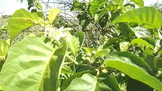 Rem&eacute;dio natural para desintoxicar o f&iacute;gado: JURUBEBA #solanumpaniculatum
