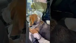 This is why we don&rsquo;t carpool &mdash; the dogs claim every inch of space 😂🙈 #dogslife #pets #dogs