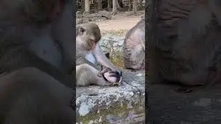Daily update cute baby monkey and good mom #shorts