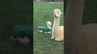 8 hour old alpaca trying to sleep