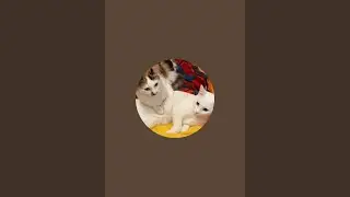 Beautiful Italian cats🇮🇹 is live!