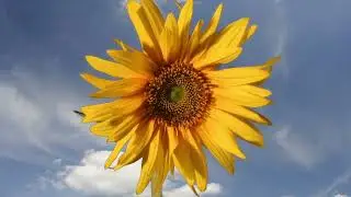 Sunflower opening with sky background. Filmed over 11 days. 4K
