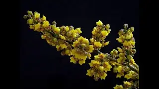 orchidee degli scemi Oncidium pumilum con tantissimi fiori piccolissimi - la semina &egrave; il massimo