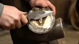 🌅 Improve hoof circulation for seniors 🕒 #BiotinBoost #EquineCare