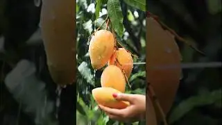 unbelievable mango cutting #satisfying #relax #mango #fruitcutting #fruitrees #fruit #rain #sweet