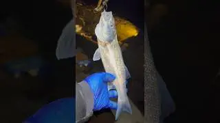 Must&rsquo;ve had 20 Bass Last Night #fyp #seabass #bass #bassfishing #fishing #seabassfishing #ireland