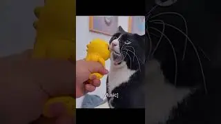 funny cats of 2025🤣 #shorts#funny#cats