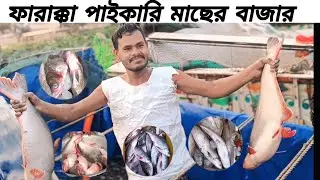ফারাক্কা পাইকারি মাছের বাজার | Farakka Fish Market |পাইকারি মাছ বাজার | পশ্চিমবঙ্গের বিশাল মাছ বাজার