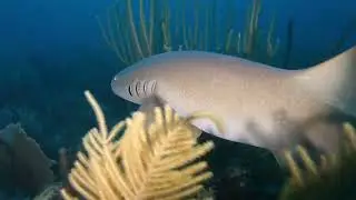 Close Encounter with a Nurse Shark in Belize