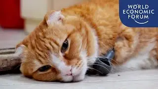 This cat is walking again thanks to 3D-printed paws