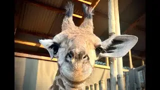 Rescue of Orphaned Giraffe Pips | Sheldrick Wildlife Trust