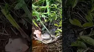 Animales con un tr&aacute;gico final &ldquo;Y as&iacute; es&hellip; la vida salvaje real.&rdquo;